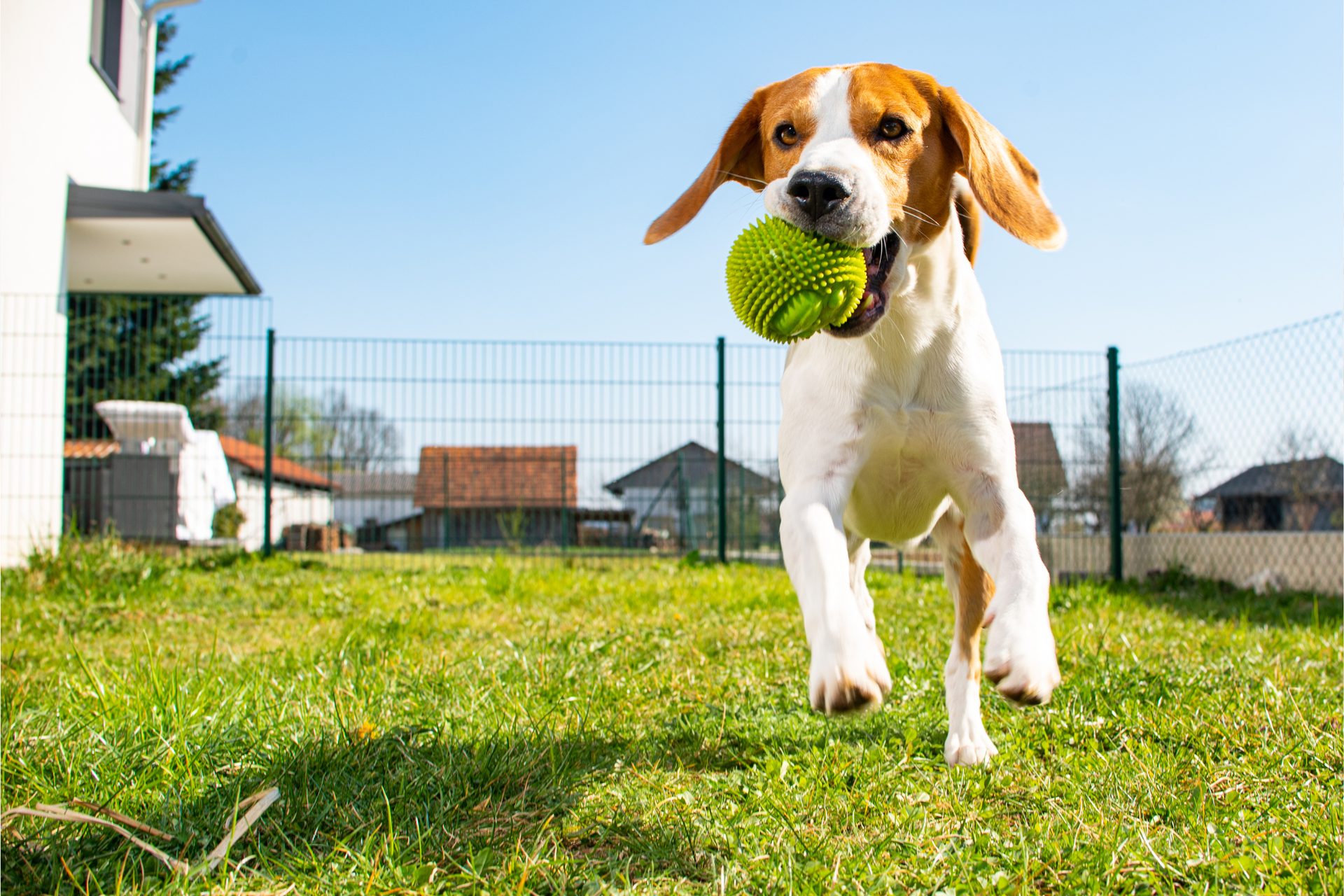 pet friendly vacation rental