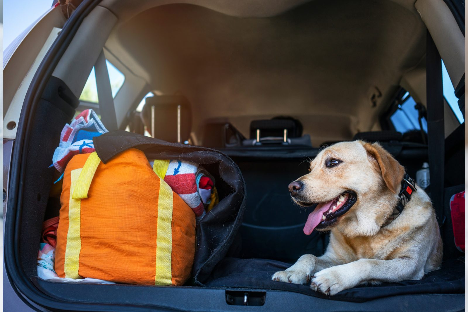 pet friendly vacation rental
