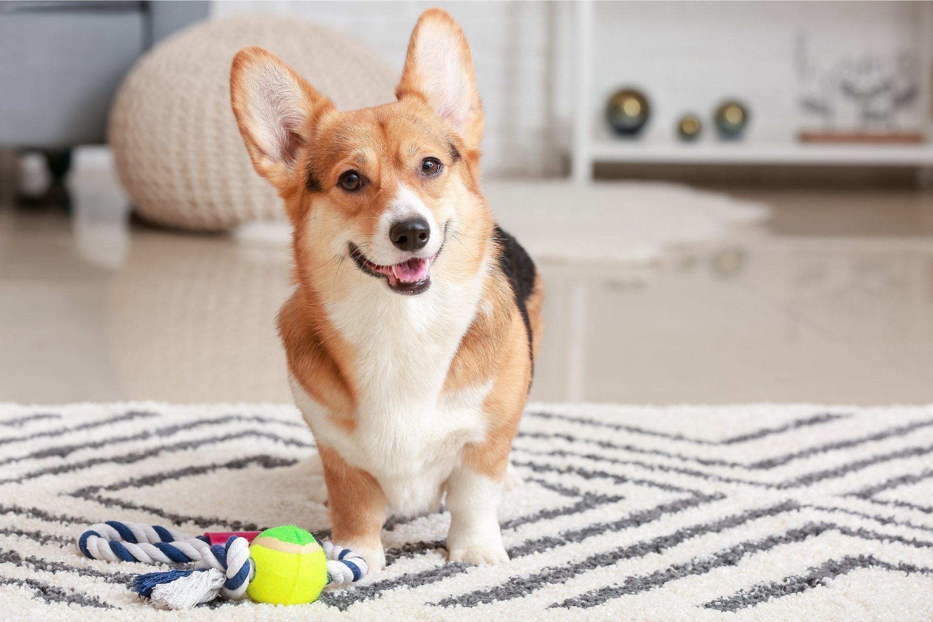 pet friendly vacation rental