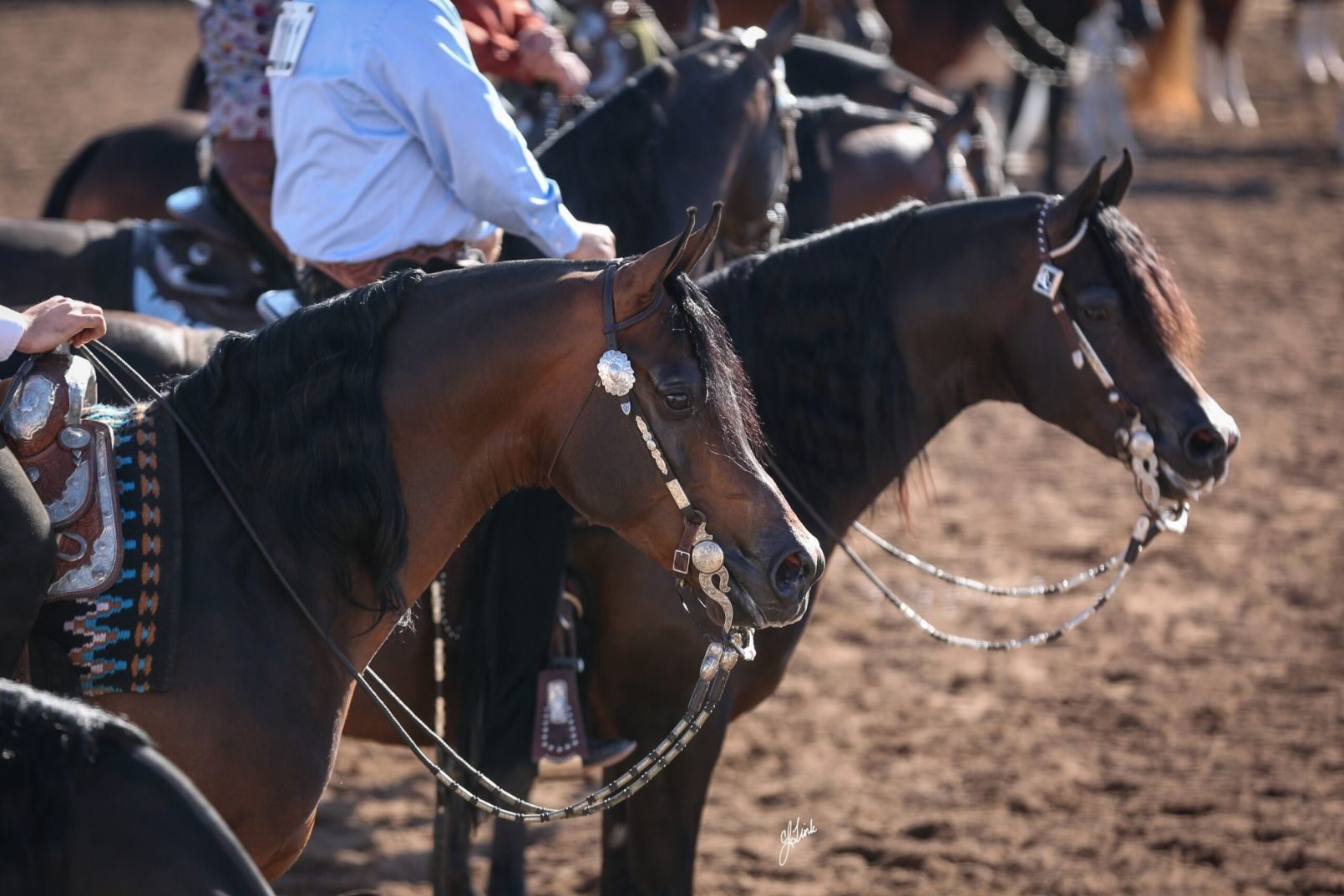 horses lined up