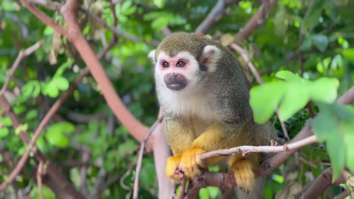 monkey